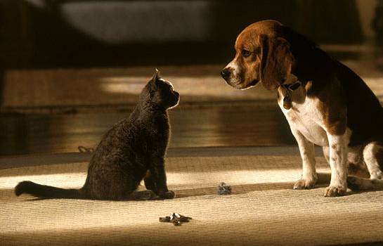 Кошки против собак (2001) смотреть онлайн бесплатно.