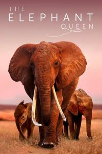 Смотреть Королева слонов (2019) онлайн бесплатно